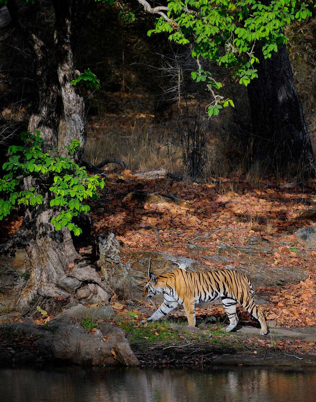 Nature & Tiger – Jabalpur to Bandhavgarh (2N) + Bhedaghat (1N) – 3N/4D